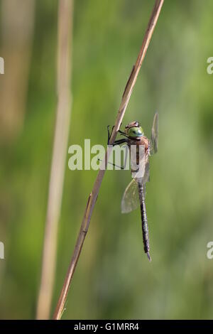 Männliche weniger Kaiser (Anax Parthenope) sitzen auf einem Reed-Stiel. Stockfoto