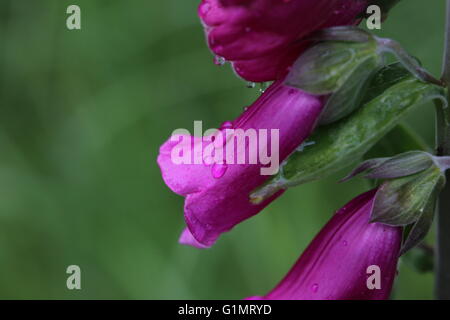 Nahaufnahme der Blüten von der lila Fingerhut (Digitalis Purpurea) mit Wassertropfen. Stockfoto