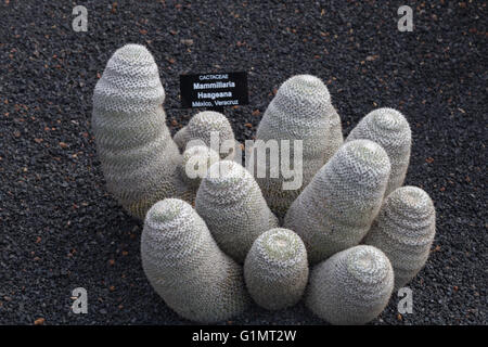 Cactaceae Mammillaria Haageana Stockfoto