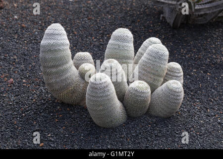 Cactaceae Mammillaria Haageana Stockfoto