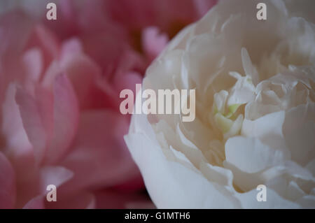 Detail der weißen Pfingstrose mit mehr rosa Pfingstrosen im Hintergrund Stockfoto