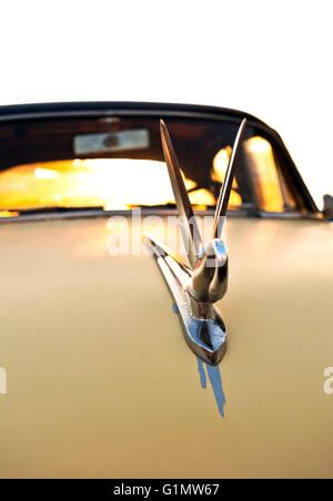 Swan Kühlerfigur auf 1948 Packard Oldtimer Stockfoto