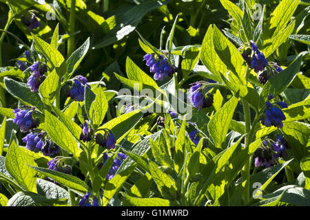 Gemeinsame Beinwell Symphytum Officinale Blume Stockfoto