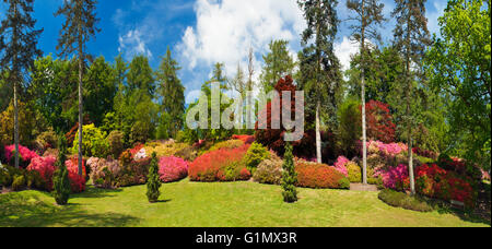 Die Bowle Azaleen Virginia Water. Stockfoto