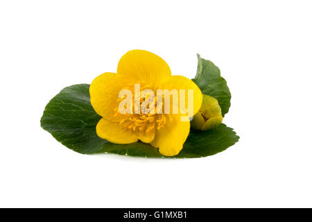 Gelbe Blüte Caltha (Caltha Palustris) auf weißem Hintergrund Stockfoto