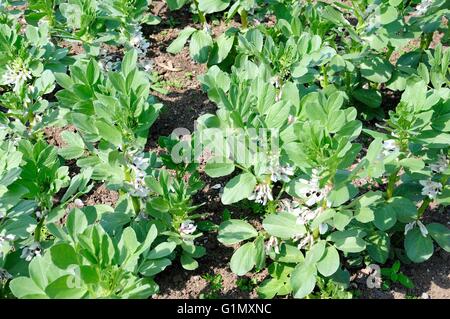 Bohnen Pflanzen wachsen in einem Garten Meisterwerk grün Vicia Faba Stockfoto