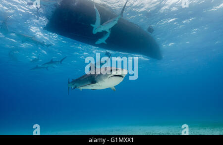 Tigerhai, Galeocerdo Cuvier, Unterwasser auf den Bahamas, Caribbean Stockfoto