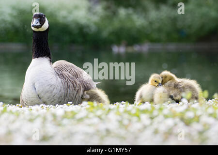 Kanadagans (Branta Canadensis). Erwachsenen und Gänsel sitzen in der Abendsonne auf dem Rasen mit Gänseblümchen, mit einer Suche nach Wärme Stockfoto