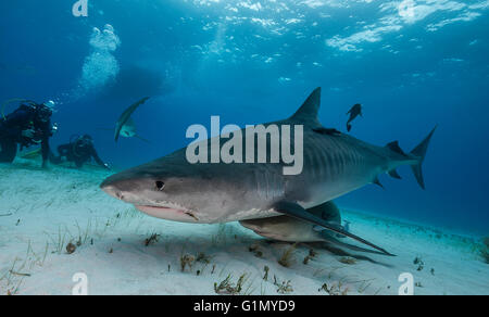 Tigerhai, Galeocerdo Cuvier, Unterwasser auf den Bahamas, Caribbean Stockfoto