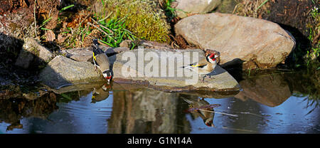 Stieglitz Wasser. Stockfoto