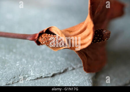 Braun getrocknet Flamingo-Blume auf grauem Schiefer Stockfoto