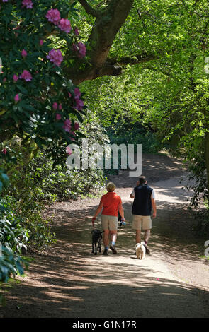 paar Hundewiesen in Sheringham Park, North Norfolk, england Stockfoto