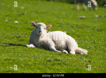 Ein Lamm genießen die Frühlingssonne auf Hopesay gemeinsam in Shropshire, England, UK. Stockfoto