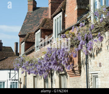 Glyzinien der Vorderseite der Häuser in Dorchester on Thames, Oxfordshire, England Stockfoto