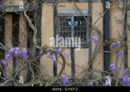 Glyzinien vor Hallen Croft. Stratford-Upon-Avon, Warwickshire, England Stockfoto