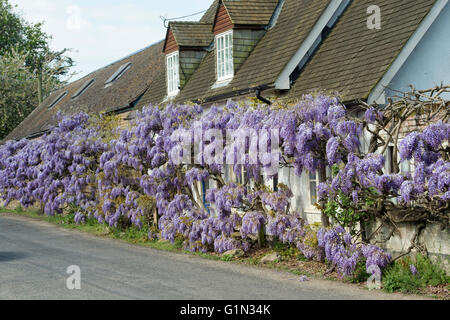 Glyzinien der Vorderseite Wisteria Cottage in Shillingford, Oxfordshire, England Stockfoto