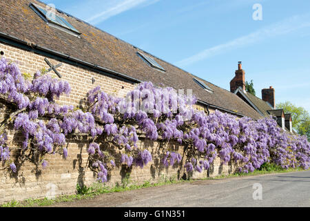 Glyzinien der Vorderseite Wisteria Cottage in Shillingford, Oxfordshire, England Stockfoto