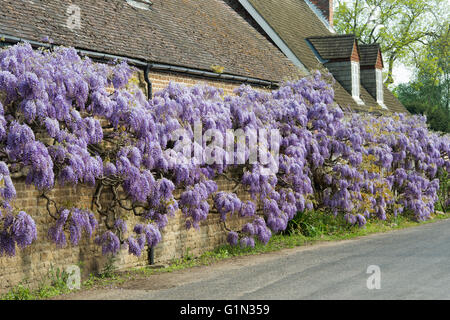 Glyzinien der Vorderseite Wisteria Cottage in Shillingford, Oxfordshire, England Stockfoto