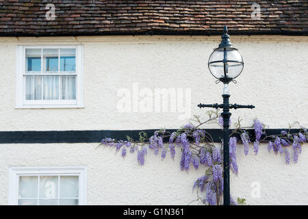 Glyzinien auf schwarzen und weißen Hütten in Stratford Upon Avon, Warwickshire, England Stockfoto