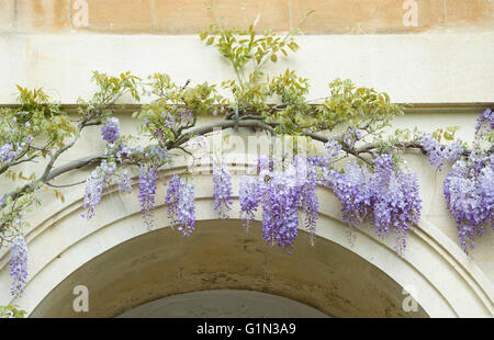 Glyzinien für das neue Gebäude in Magdalen College. Oxford, UK Stockfoto