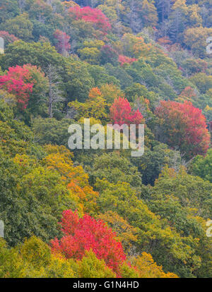Nord-Carolina, Vereinigte Staaten von Amerika.  Herbst-Landschaft in den Great Smoky Mountains National Park.  UNESCO-Weltkulturerbe. Stockfoto