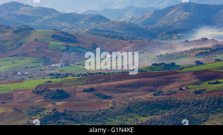 in der Nähe von Villanueva De La Concepción, Provinz Malaga, Andalusien, Südspanien.  Landwirtschaft.  Wachsende und brachliegende Felder ernten. Stockfoto