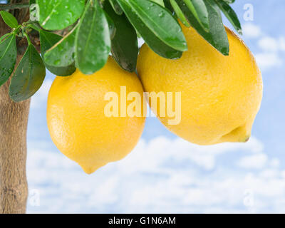 Reife Zitrone Frucht am Baum. Blauer Himmelshintergrund. Stockfoto