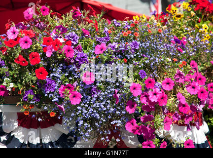Bunte Blumen erhellen Breckenridge, Colorado, in den Sommermonaten. Stockfoto