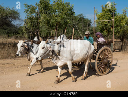 Ochsenkarren auf einer unbefestigten Straße in Bagan, Birma - Myanmar Stockfoto