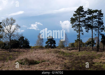 Sutton Heath Suffolk England Stockfoto