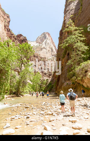 Zion Nationalpark, Utah, USA - 3. Juni 2015: Tourist Wandern auf den shippery Felsen entlang Virgin River in die Narrows of Zion Na Stockfoto