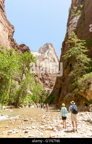 Zion Nationalpark, Utah, USA - 3. Juni 2015: Tourist Wandern auf den shippery Felsen entlang Virgin River in die Narrows of Zion Na Stockfoto