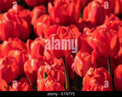 Rote Tulpen in einem Holland Blumenwiese im Frühling. Stockfoto