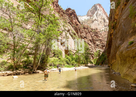 Zion Nationalpark, Utah, USA - 3. Juni 2015: Tourist Wandern auf den shippery Felsen entlang Virgin River in die Narrows of Zion Na Stockfoto