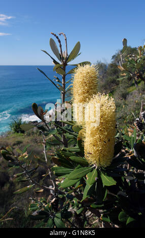 Küste Banksien (Banksia Integrifolia Subspecies Integrifolia) Blumen zieht viele einheimische bestäubende Insekten, Noosa National Park Stockfoto