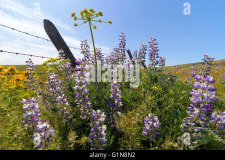 Wildblumen in voller Blüte im Columbia Hills State Park im US-Bundesstaat Washington im Frühjahr Stockfoto