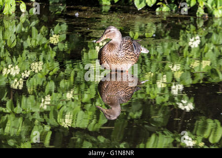 Weibliche Stockente waten in den See im Crystal Springs Rhododendron Garten Stockfoto