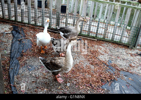 Hausgänse grasen auf traditionelles Dorf Gans Bauernhof Stockfoto