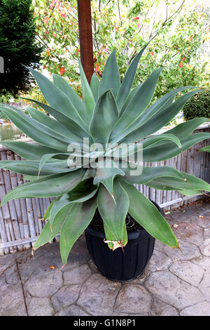 Große Agave Attenuata Nova oder bekannt als blaue Agave wächst in einem Topf Stockfoto