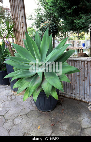 Große Agave Attenuata Nova oder bekannt als blaue Agave wächst in einem Topf Stockfoto