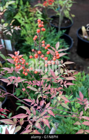 Nandina Domestica oder bekannt als Nandina, himmlischer Bambus oder Heiliger Bambus mit Beeren Stockfoto