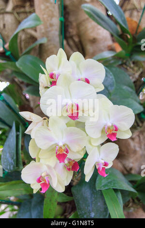 Schöne weiße Orchidee Blume im Garten auf die Morgensonne Stockfoto