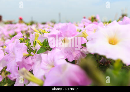 Rosa Petunien Blumen im Garten Stockfoto