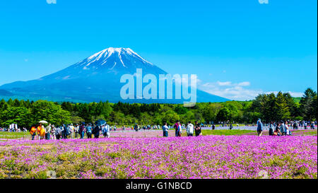 Yamanashi, Japan - 12. Mai 2016: Die Fuji mit dem Bereich der rosa Moos am Shibazakura Festival, Yamanashi, Japan Stockfoto