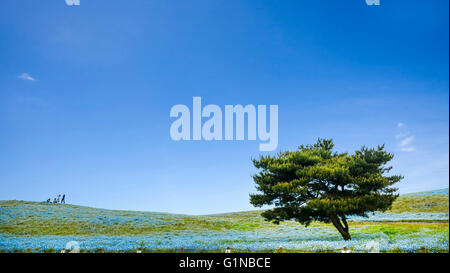 Die Imageing aus Bergen, Baum und Nemophila bei Hitachi Seaside Park im Frühjahr bei blauem Himmel in Ibaraki, Japan Stockfoto