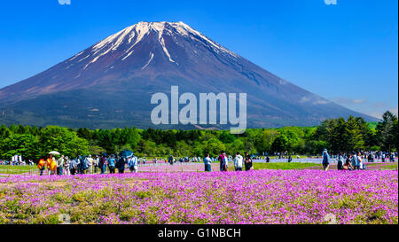 Yamanashi, Japan - 12. Mai 2016: Die Fuji mit dem Bereich der rosa Moos am Shibazakura Festival, Yamanashi, Japan Stockfoto