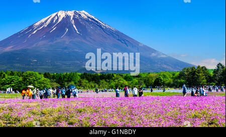 Yamanashi, Japan - 12. Mai 2016: Die Fuji mit dem Bereich der rosa Moos am Shibazakura Festival, Yamanashi, Japan Stockfoto