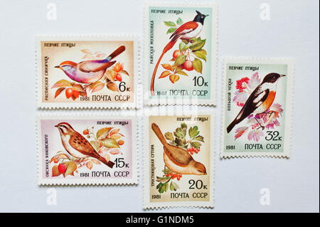 UZHGOROD, UKRAINE - ca. Mai 2016: Sammlung von Briefmarken gedruckt in der UdSSR zeigt Gesang der Vögel, ca. 1981 Stockfoto