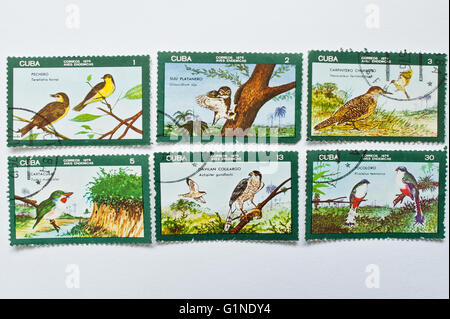 UZHGOROD, UKRAINE - ca. Mai 2016: Sammlung von Briefmarken gedruckt in Kuba Correos zeigt Vögel Serie, ca. 1976 Stockfoto