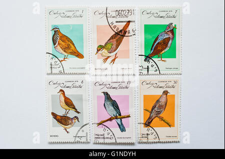 UZHGOROD, UKRAINE - ca. Mai 2016: Sammlung von Briefmarken gedruckt in Kuba Correos zeigt Vögel Serie, ca. 1979 Stockfoto